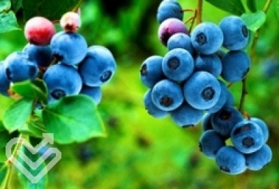 How blueberries can slash body's fat cells