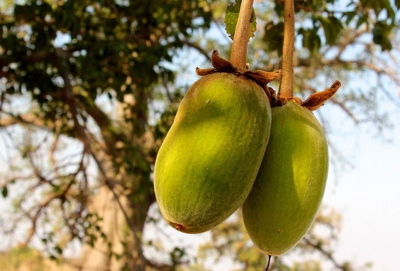 Superfruit Baobab fruit powder pulp