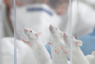 Ученые усомнились в применимости исследований на мышах для человека
