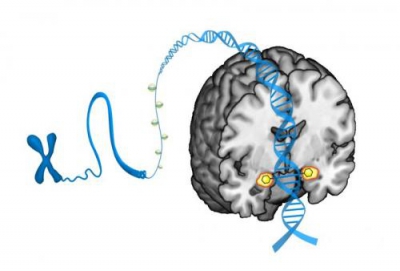 Small DNA modifications predict brain's threat response