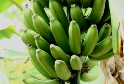 Зеленые бананы - ключ к поддержанию фигуры и здоровья