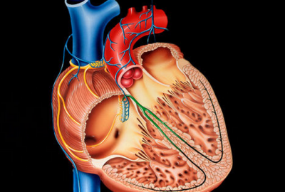 Պարբերական հիվանդությամբ պայմանավորված սրտի և թոքերի ախտահարման ձևաբանական առանձնահատկությունները