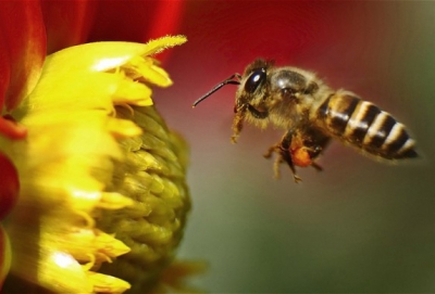Bee, snake and scorpion venom could be used to fight cancer