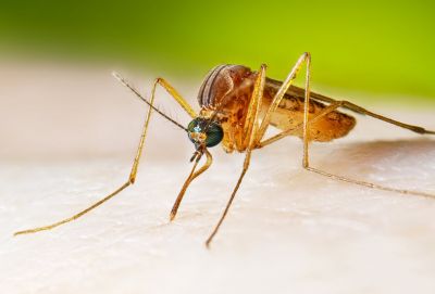 Ամենակարևոր փաստերը Արևմտյան Նեղոսի Տենդի մասին