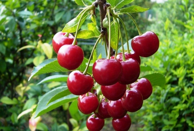 Полезные, лечебные свойства вишни