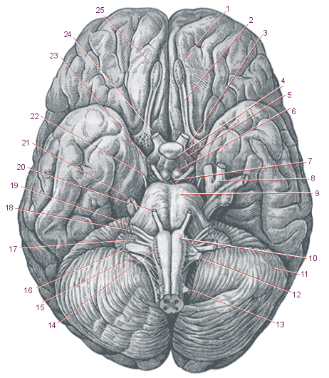 Հետին ուղեղի ռեֆլեքսային գործունեություն