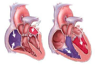 Սրտամկանի բջիջների էլեկտրական ակտիվություն
