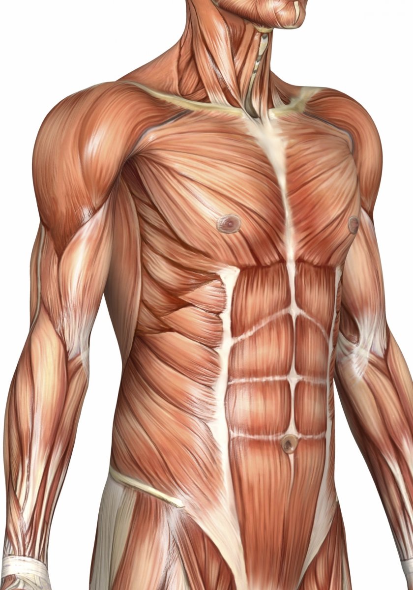 Мышцы картинка. Миология анатомия. Мышцы торса анатомия. Миология мышцы туловища. Миология мышцы спины анатомия.