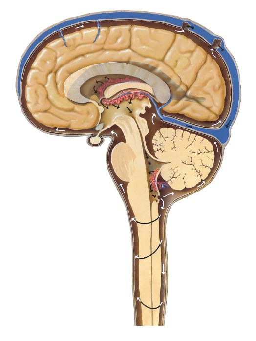 Կենտրոնական նյարդային համակարգ