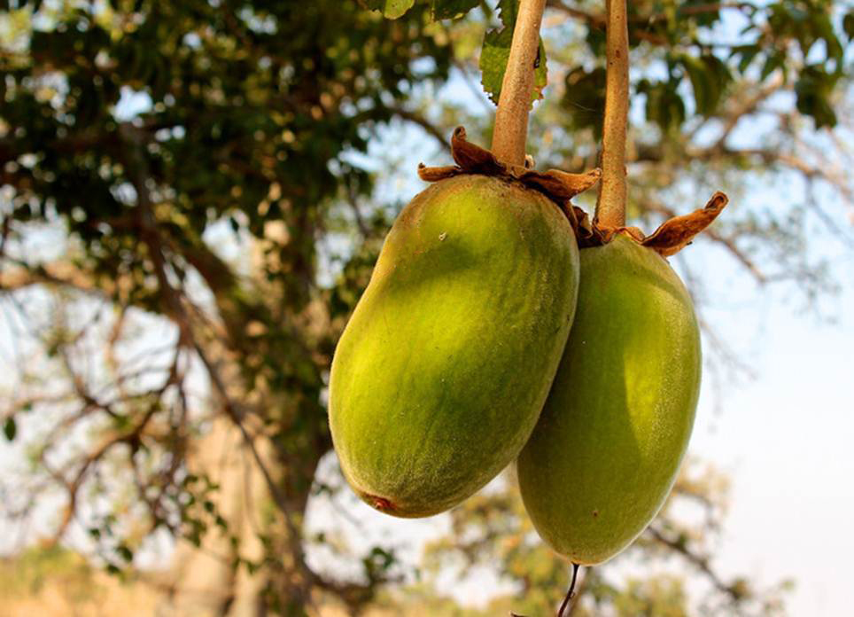 Superfruit Baobab fruit powder pulp