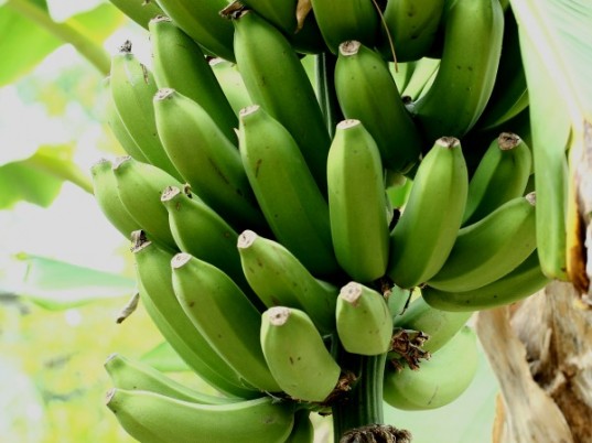 Зеленые бананы - ключ к поддержанию фигуры и здоровья