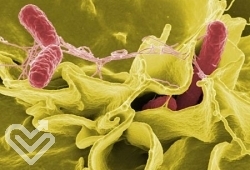 Методы окраски микроорганизмов