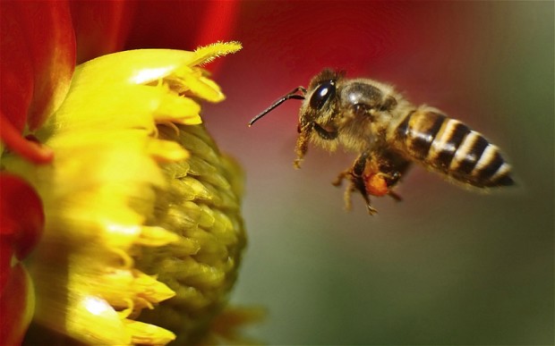 Bee, snake and scorpion venom could be used to fight cancer